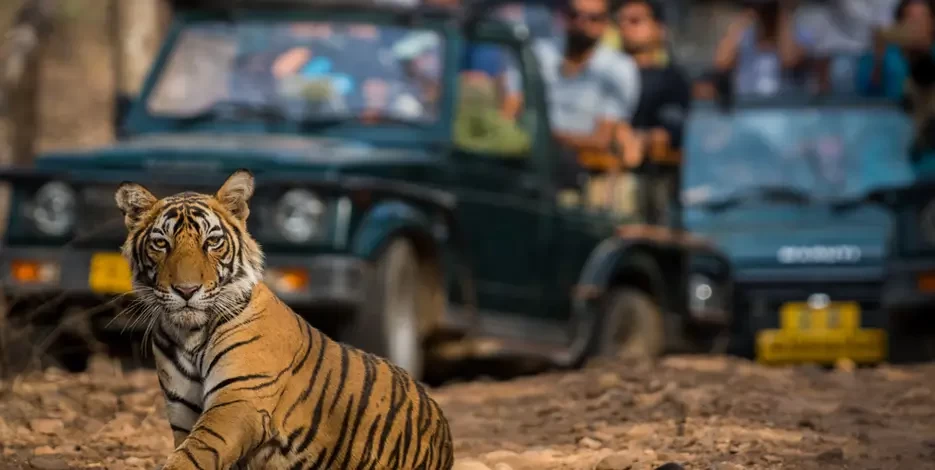 Same Day Ranthambore Safari Tour from Jaipur | Private Tiger Reserve Trip